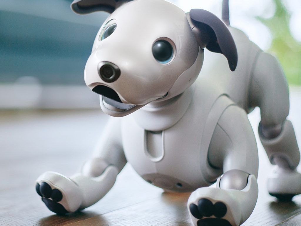 Aibo, el gosrobot que aprèn a estimar